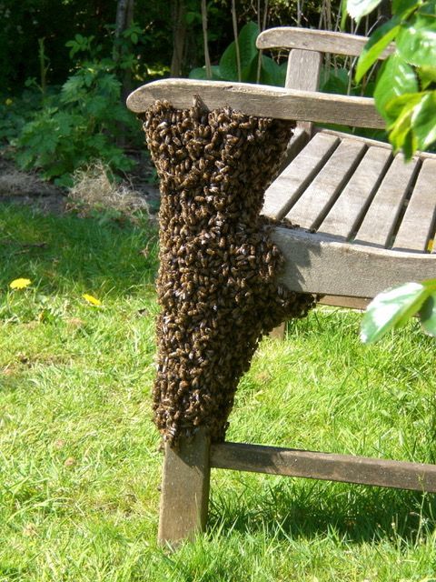 A swarm of bees are sitting on a wooden bench