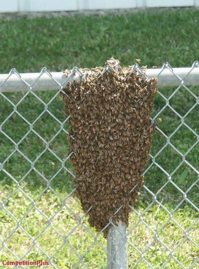 A swam of bees is hanging from a chain link fence.