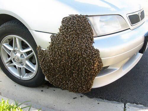 A silver car with a swarm of bees on it