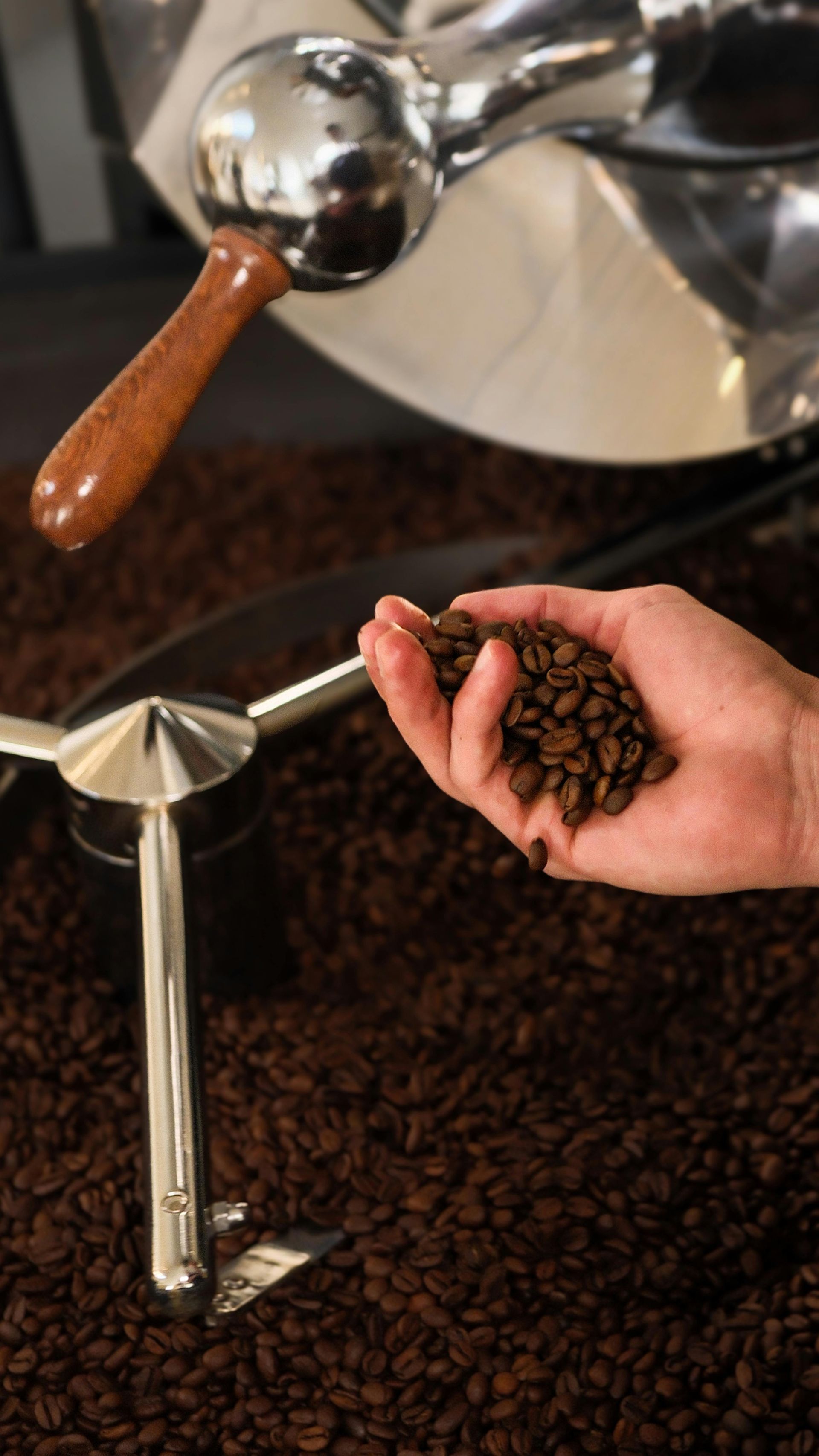 Verser à la main des grains de café torréfiés dans une cuillère manuelle