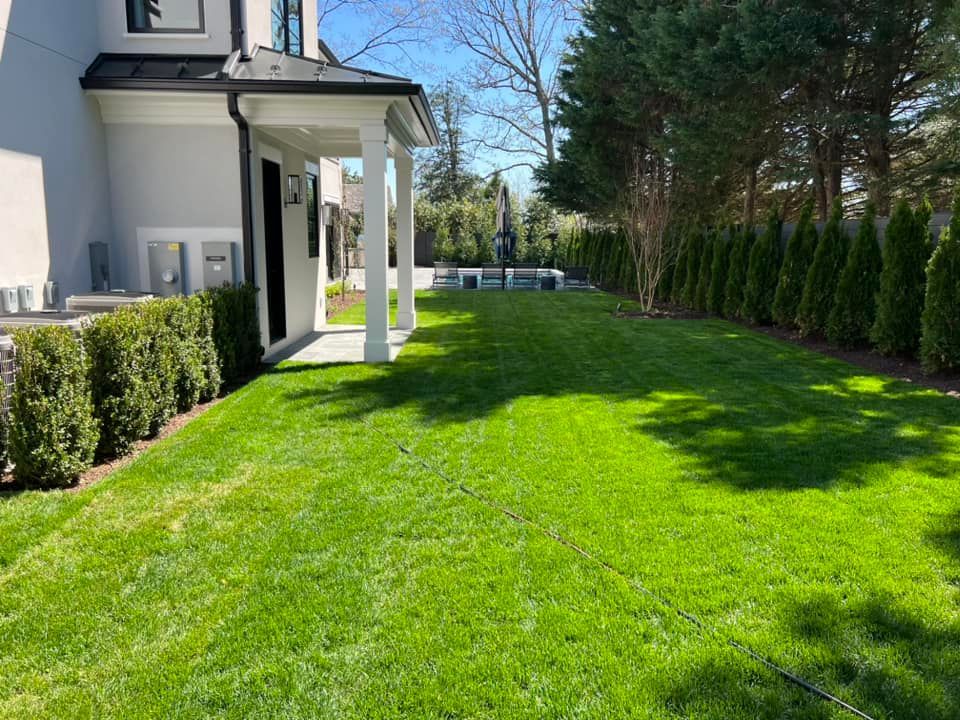 Backyard lawn beside a house, with hedges, trees, and a covered patio in bright sunlight
