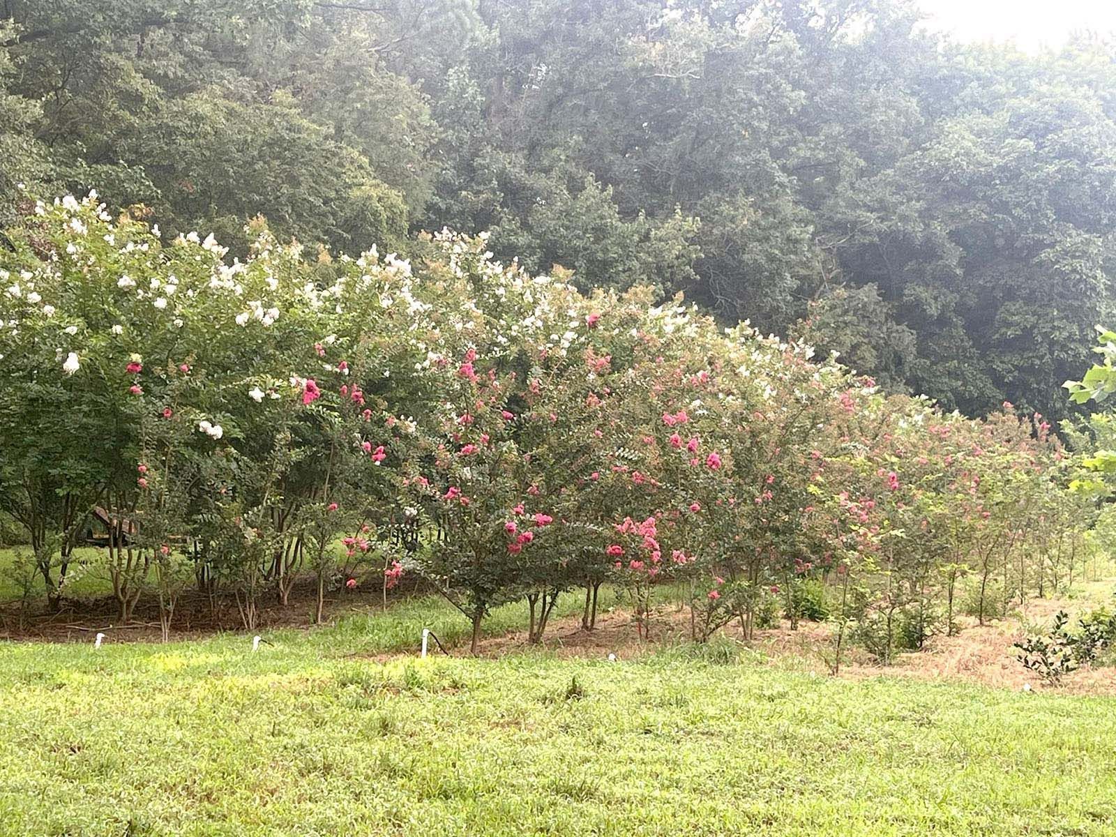 Shrubs with pink flowers beside a grassy clearing and dense green trees