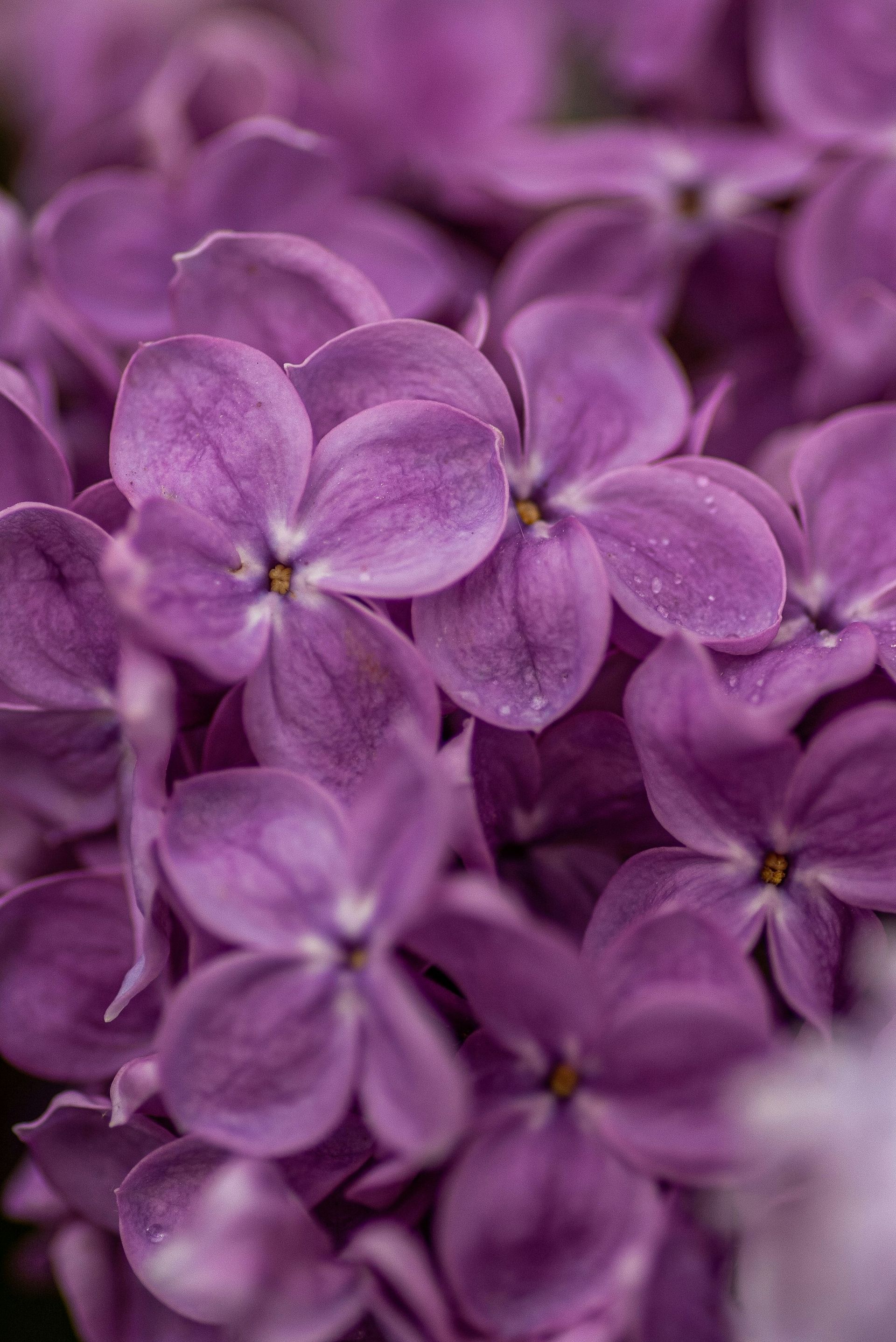 Close-up of a cluster of vibrant purple lilac flowers in bloom.
