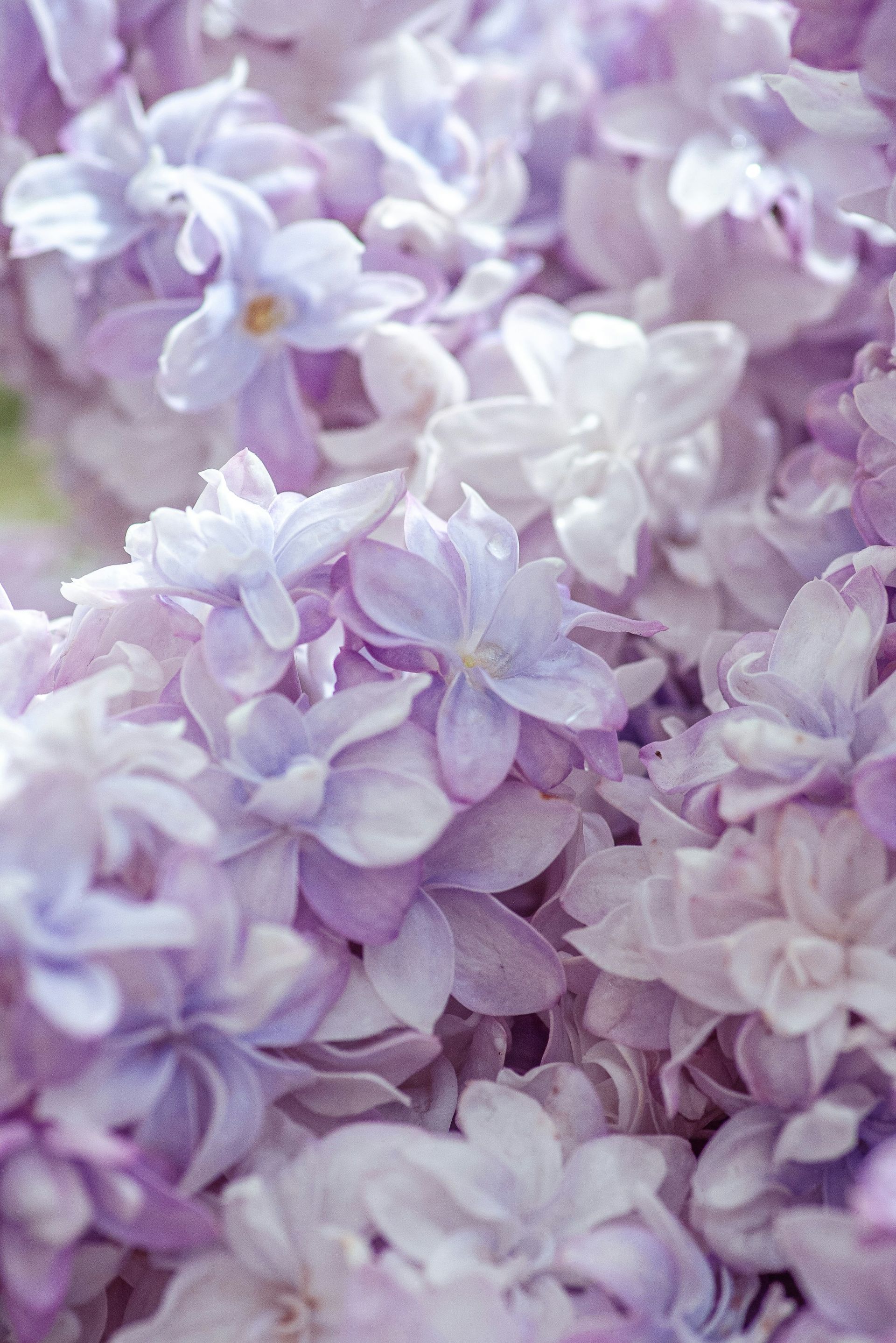 A cluster of pale lavender and light purple lilac blossoms in full bloom.