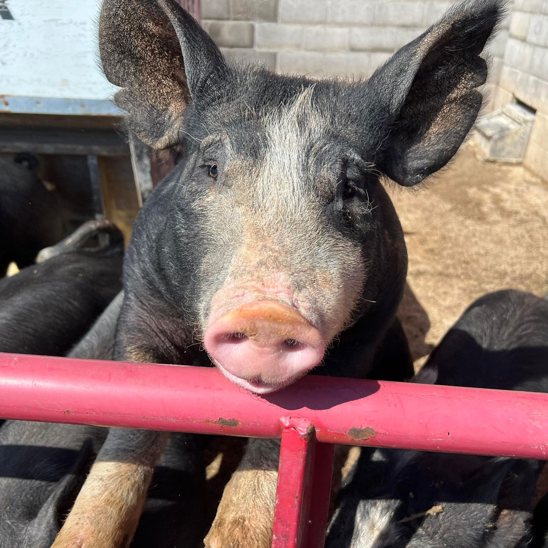 Black pig with a pink snout leaning on a red metal fence in a barnyard