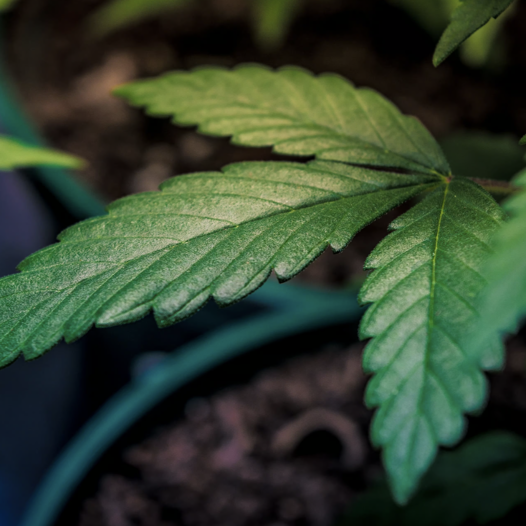 Close up image of a cannabis leaf