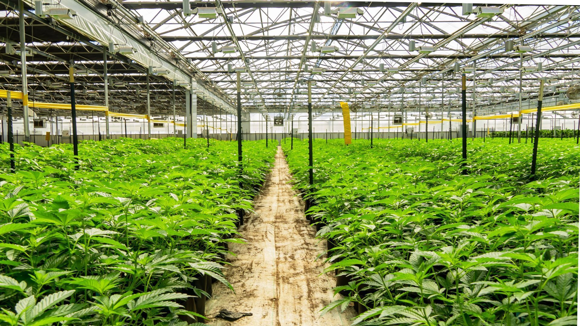 A greenhouse filled with lots of cannabis plants growing in it.