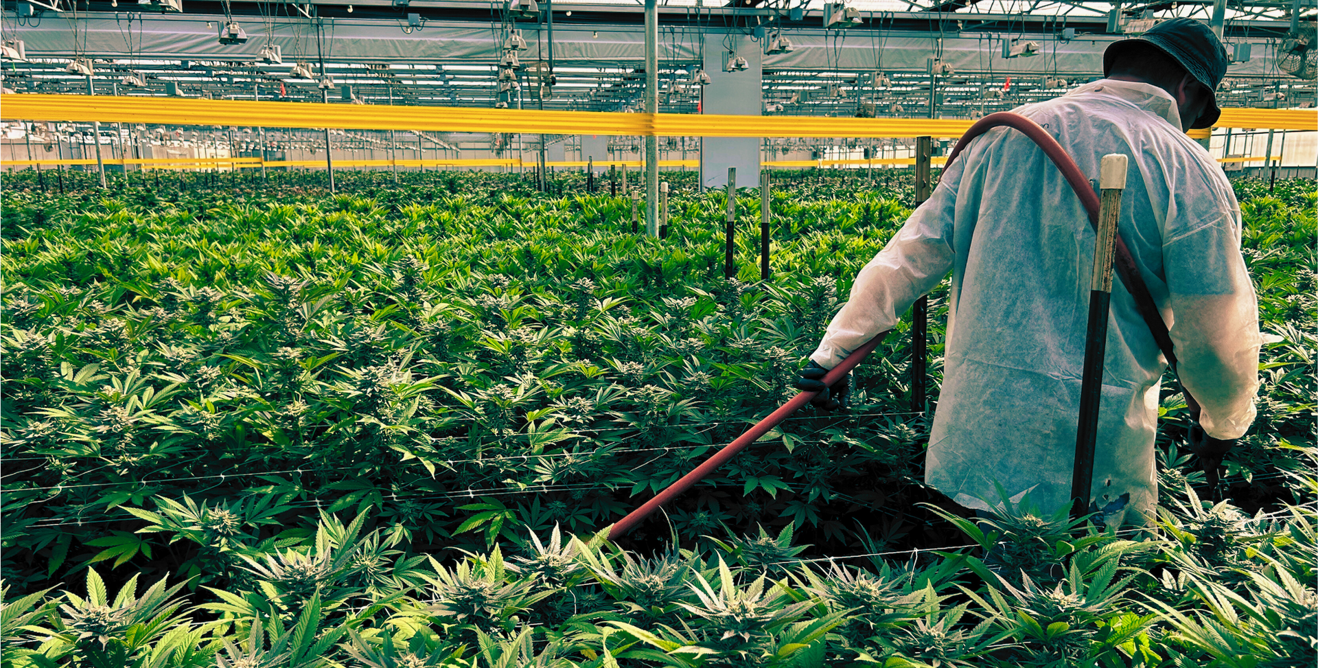 A man is watering cannabis plants in a greenhouse