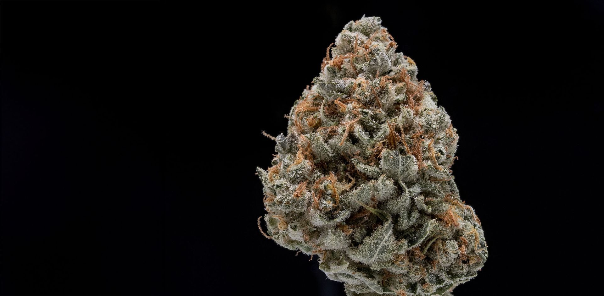 close up image of the highest quality cannabis bud in California.