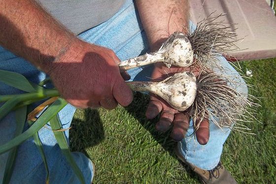 fresh garlic
