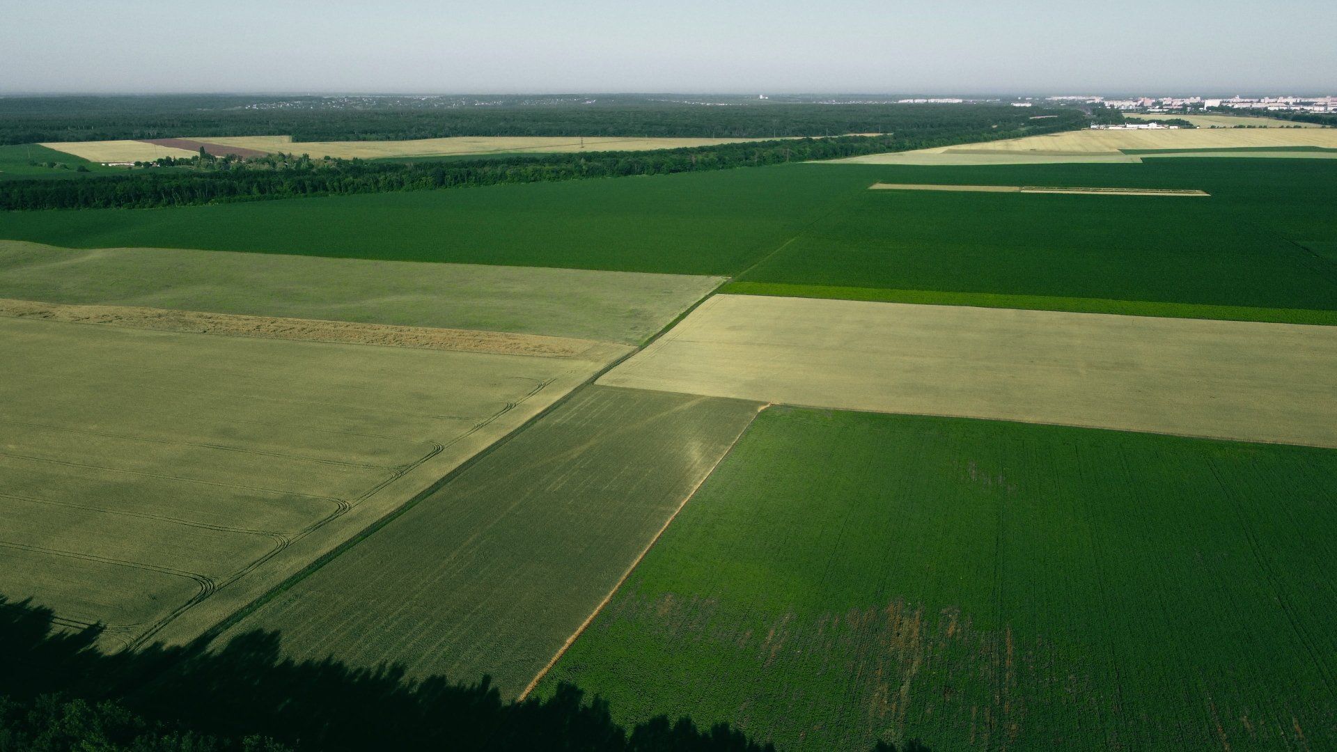 Crop Monitoring / Scouting