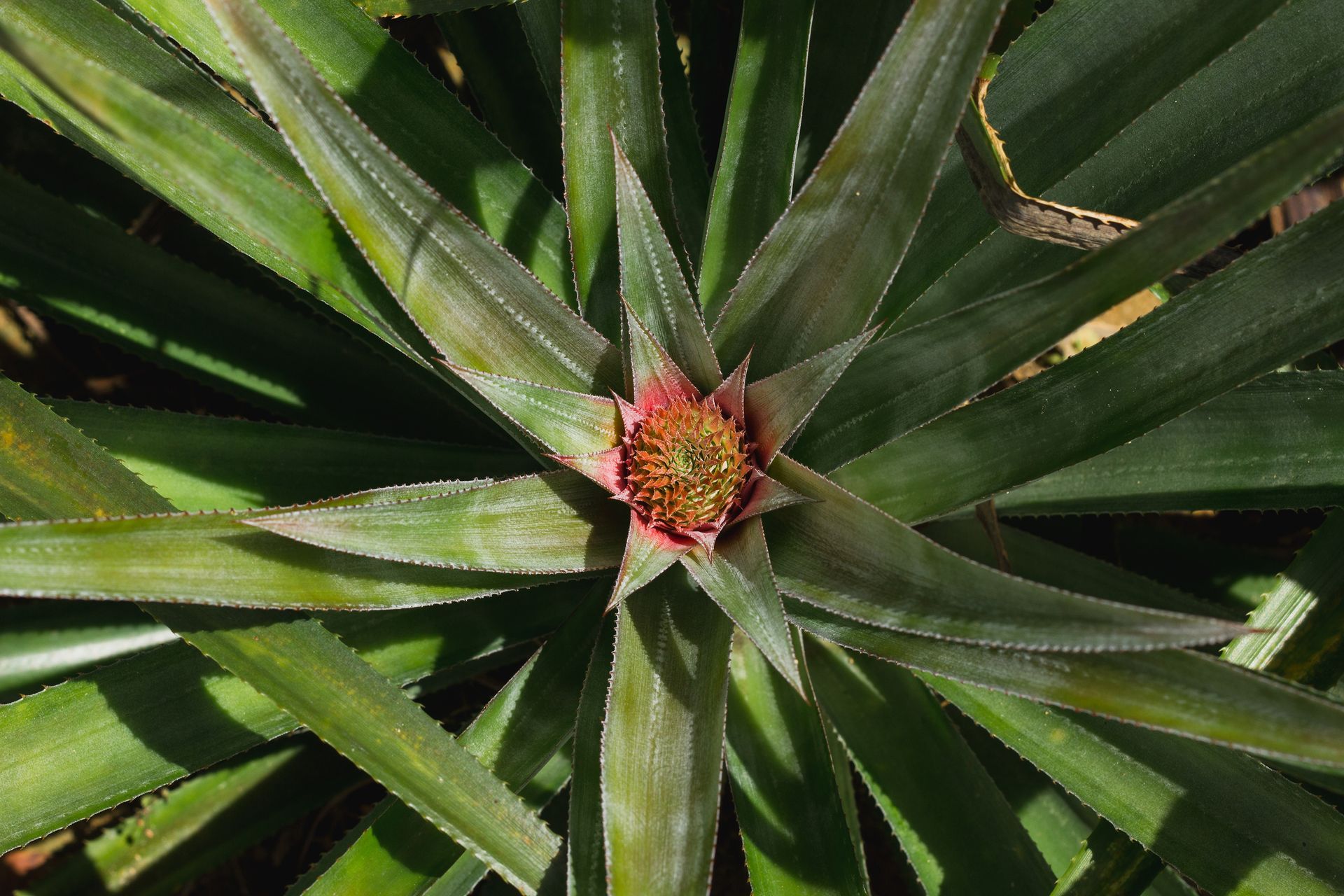 Pinapple - CC's Eco Tours