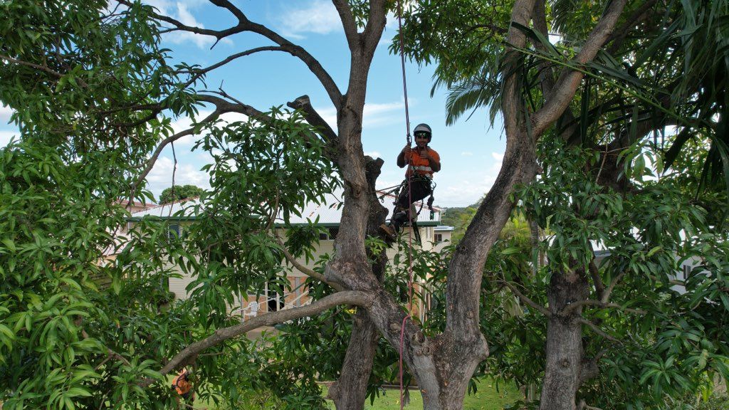 An arborist in protective gear is suspended by ropes while trimming branches high in a leafy tree.