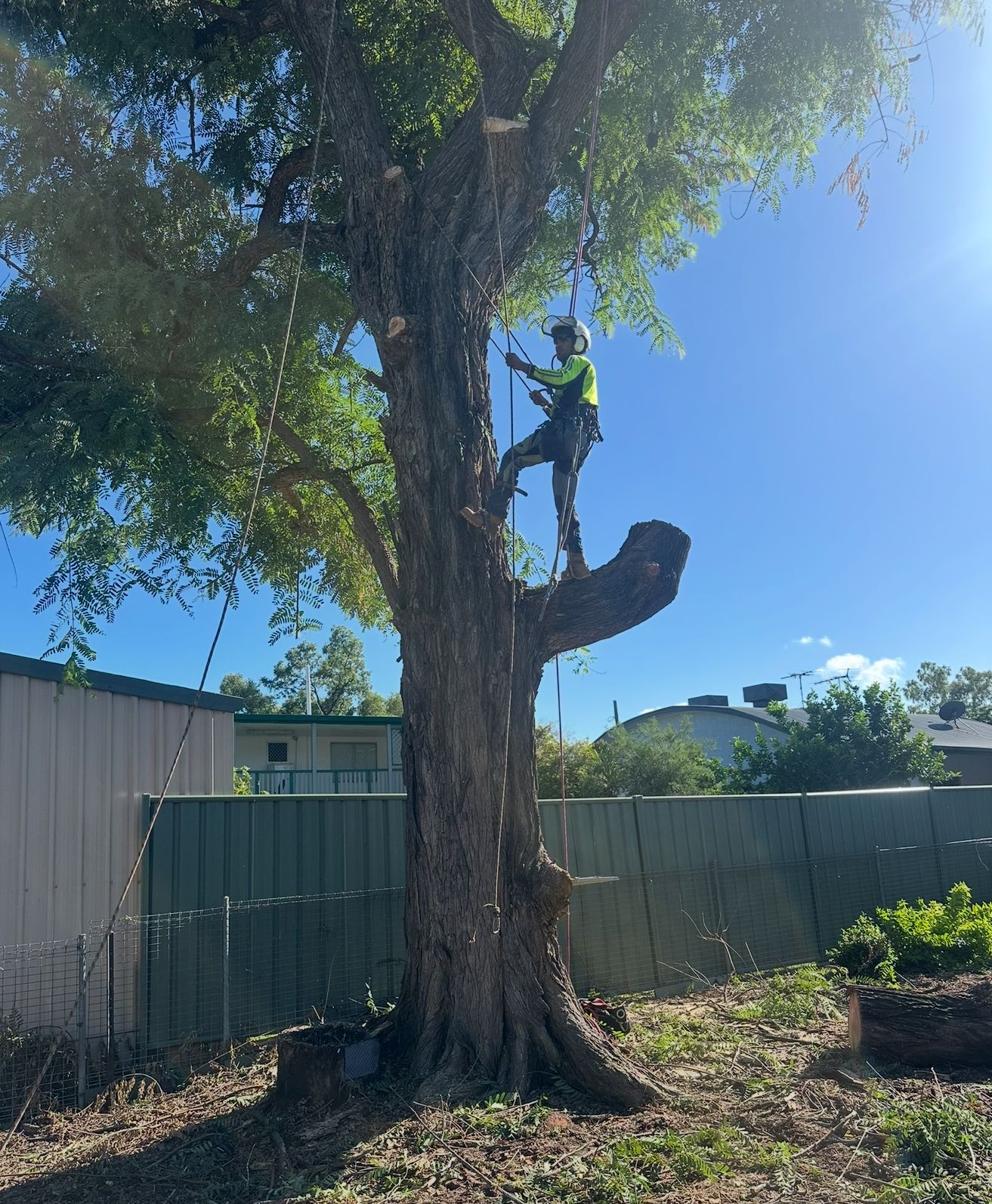 A tree worker wearing a neon yellow shirt and safety gear stands in a tree while trimming branches in a backyard.