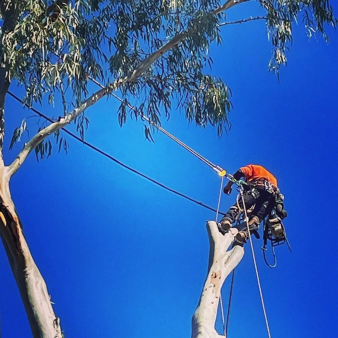 An arborist in high-visibility orange gear works high up in a tree, secured by ropes against a clear blue sky.