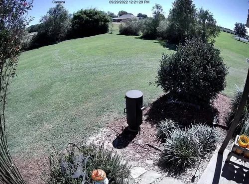 Sunny backyard with a grassy lawn, shrubs, and a black utility post near a flower bed.
