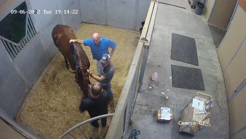 Several people in a kennel-like room with a horse, seen from above, near cages and supplies