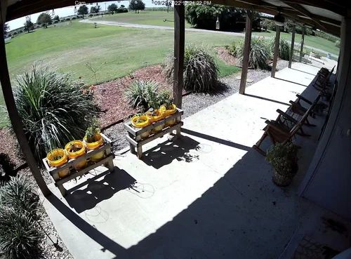 Patio with potted yellow flowers, benches, and a sunny lawn beyond