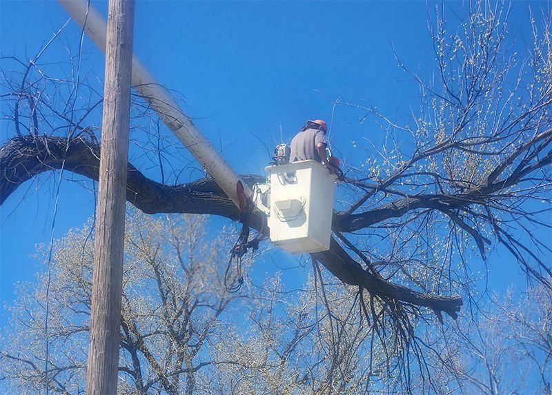 tree trimming