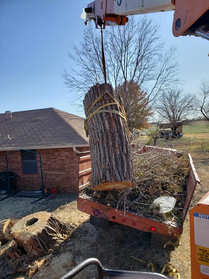 tree removal