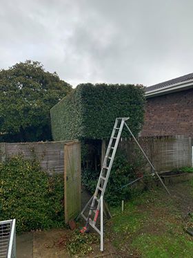 Ladder leaning against a tall hedge in a backyard beside a brick house and fence
