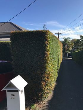Narrow residential driveway beside a tall trimmed hedge, with a white mail post in the foreground.