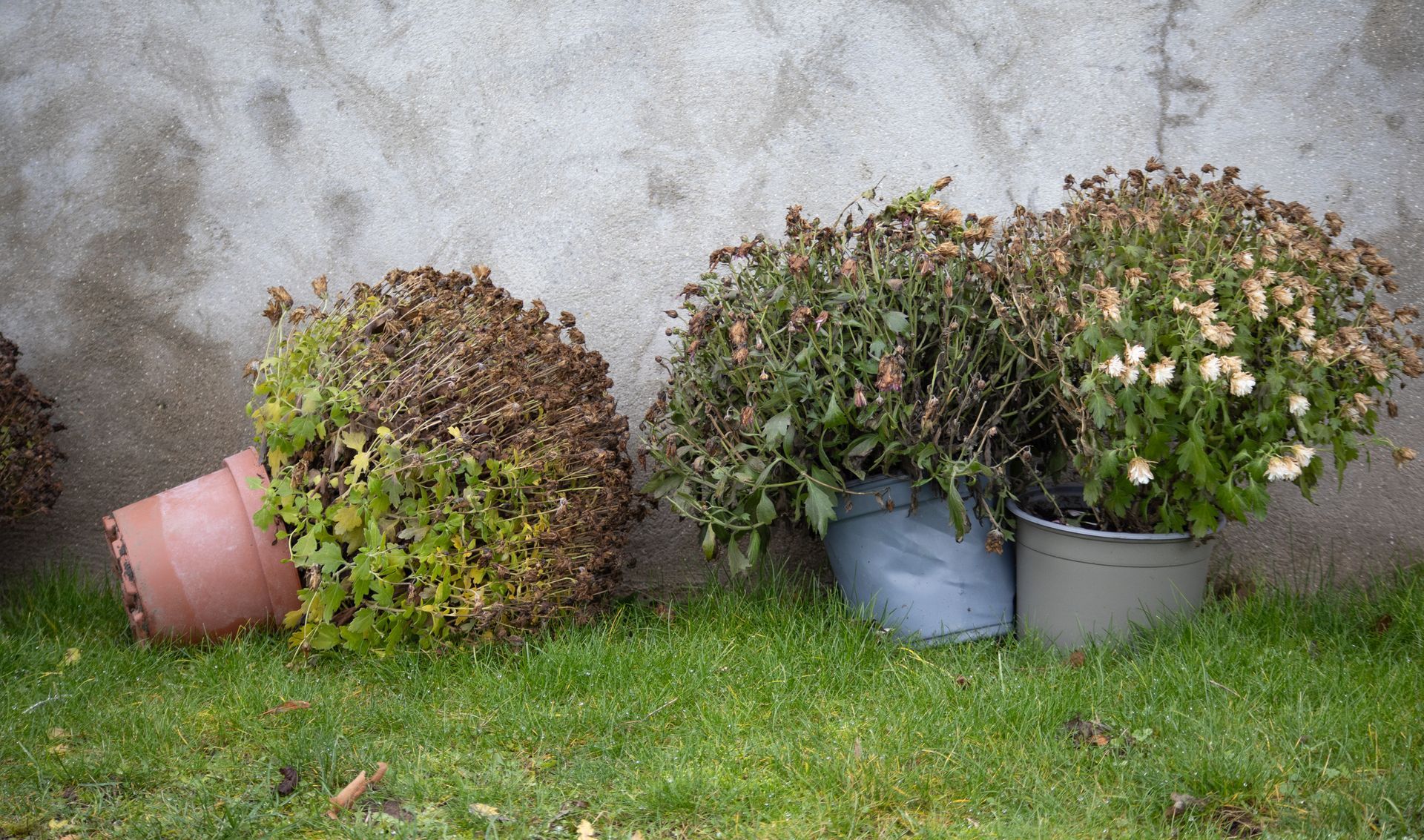 Overturned potted plants with trailing flowers and greenery resting on grass against a wall