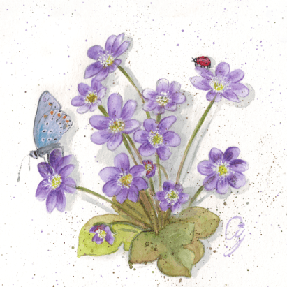 Leberblümchen