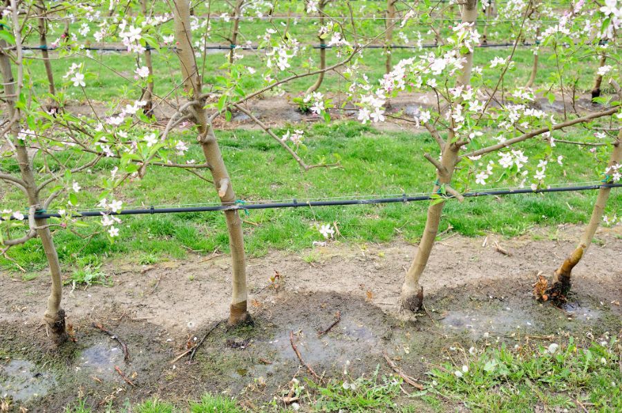 installazione di impianti di irrigazione