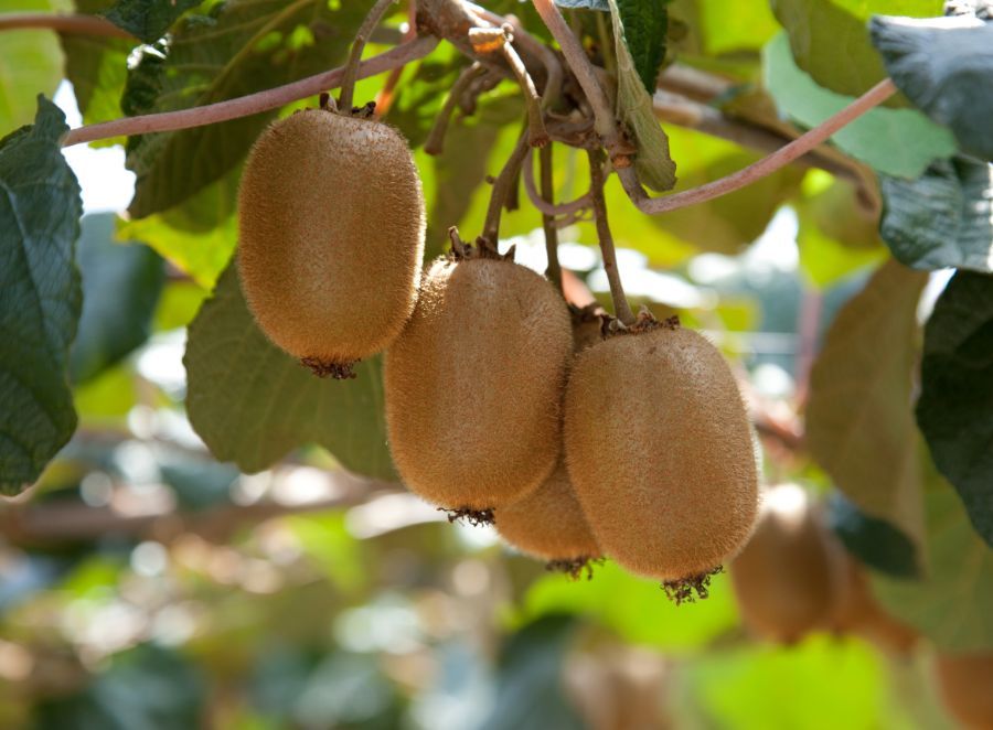 pianta del kiwi con frutti