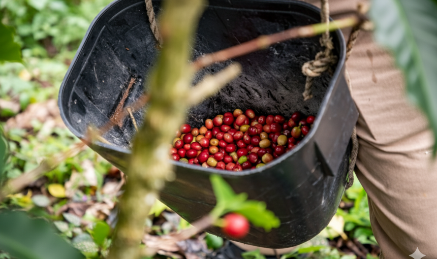 Cubo negro lleno de cerezas de café rojas colgando de un árbol, siendo cosechadas.