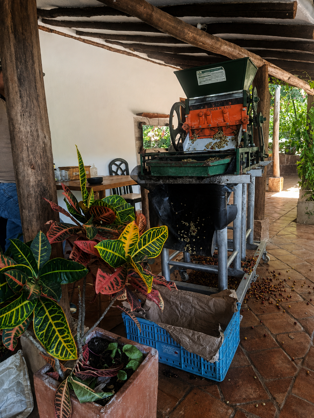 Del fruto a la taza: descubre el café de Santander
