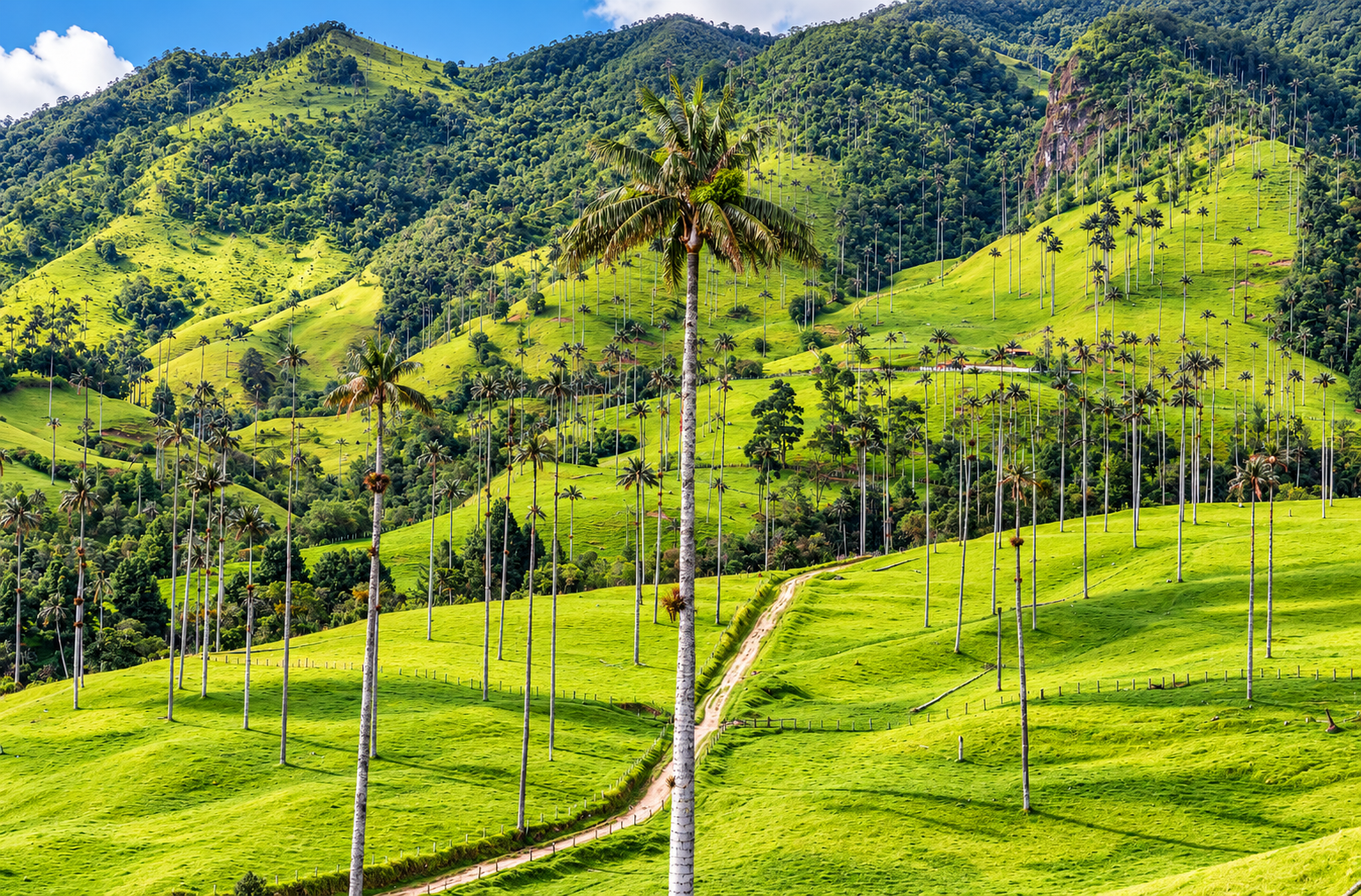 Pereira: café, naturaleza y cultura andina