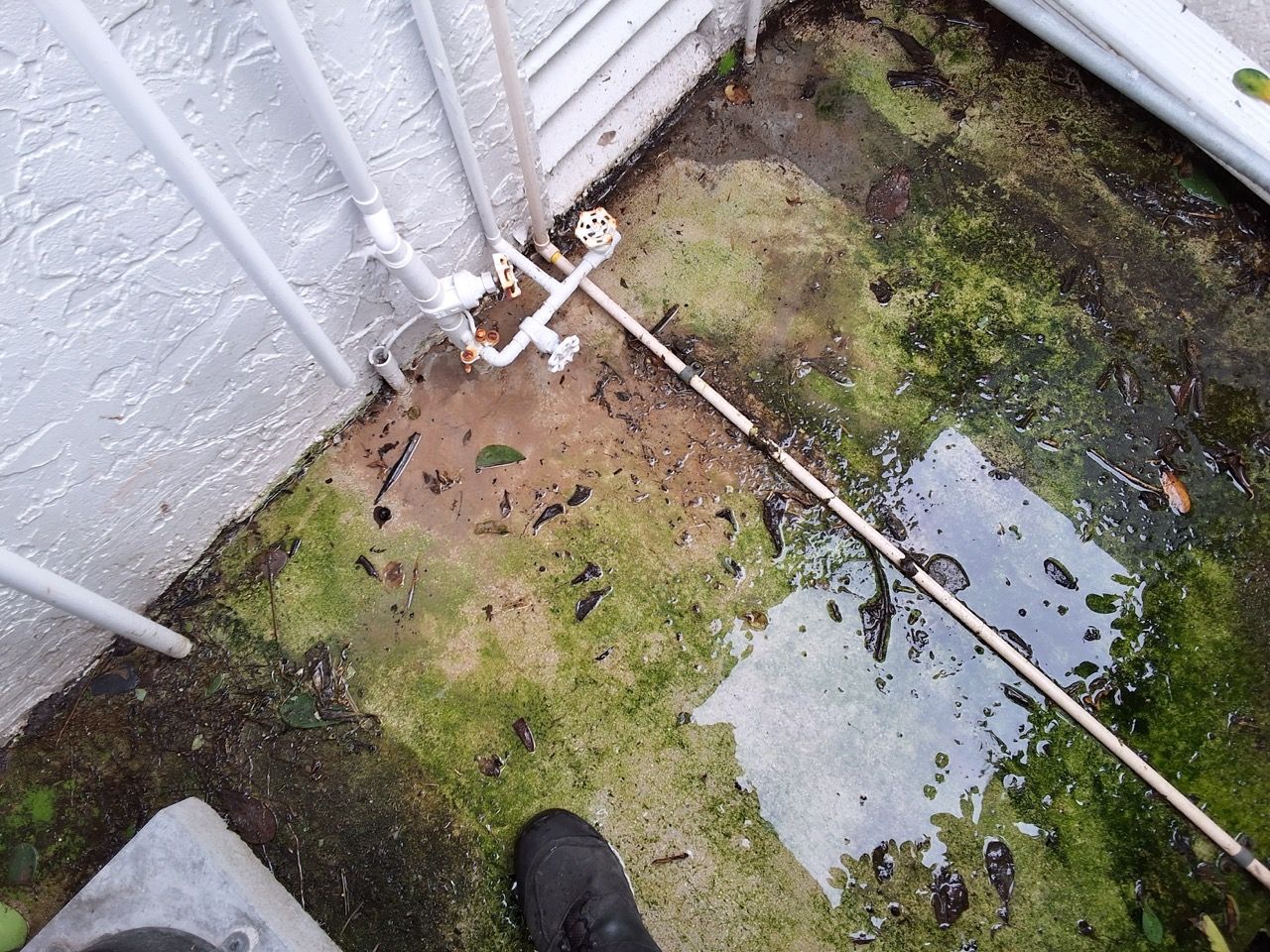 Mossy, muddy corner by a white wall with standing water and a pipe; a shoe tip is visible at the bottom.