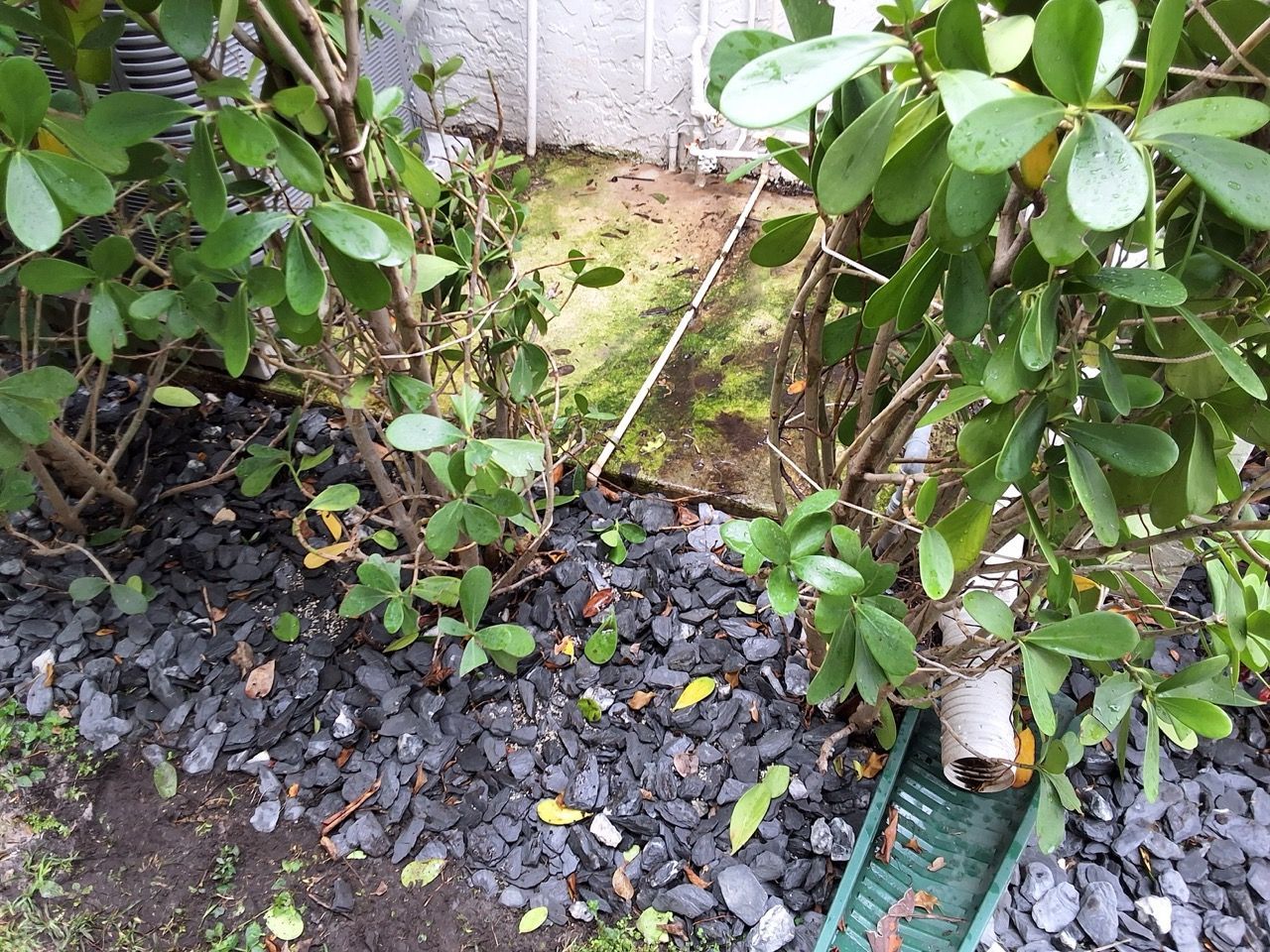 Leafy shrubs over black mulch beside a white wall and green hose