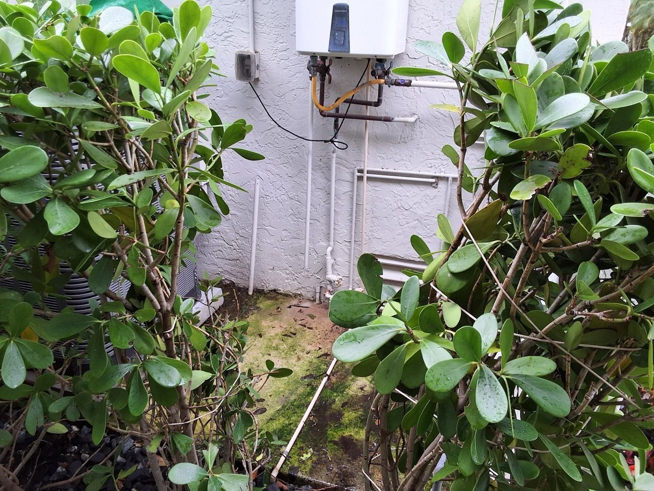Backyard utility area with dense green shrubs framing a wall-mounted white box and pipes
