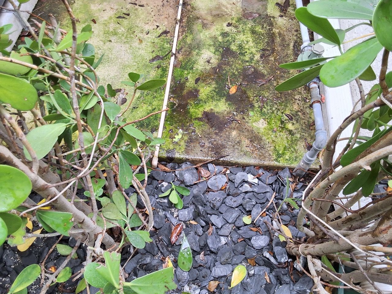 Mossy stone path bordered by plants and dark gravel in a garden