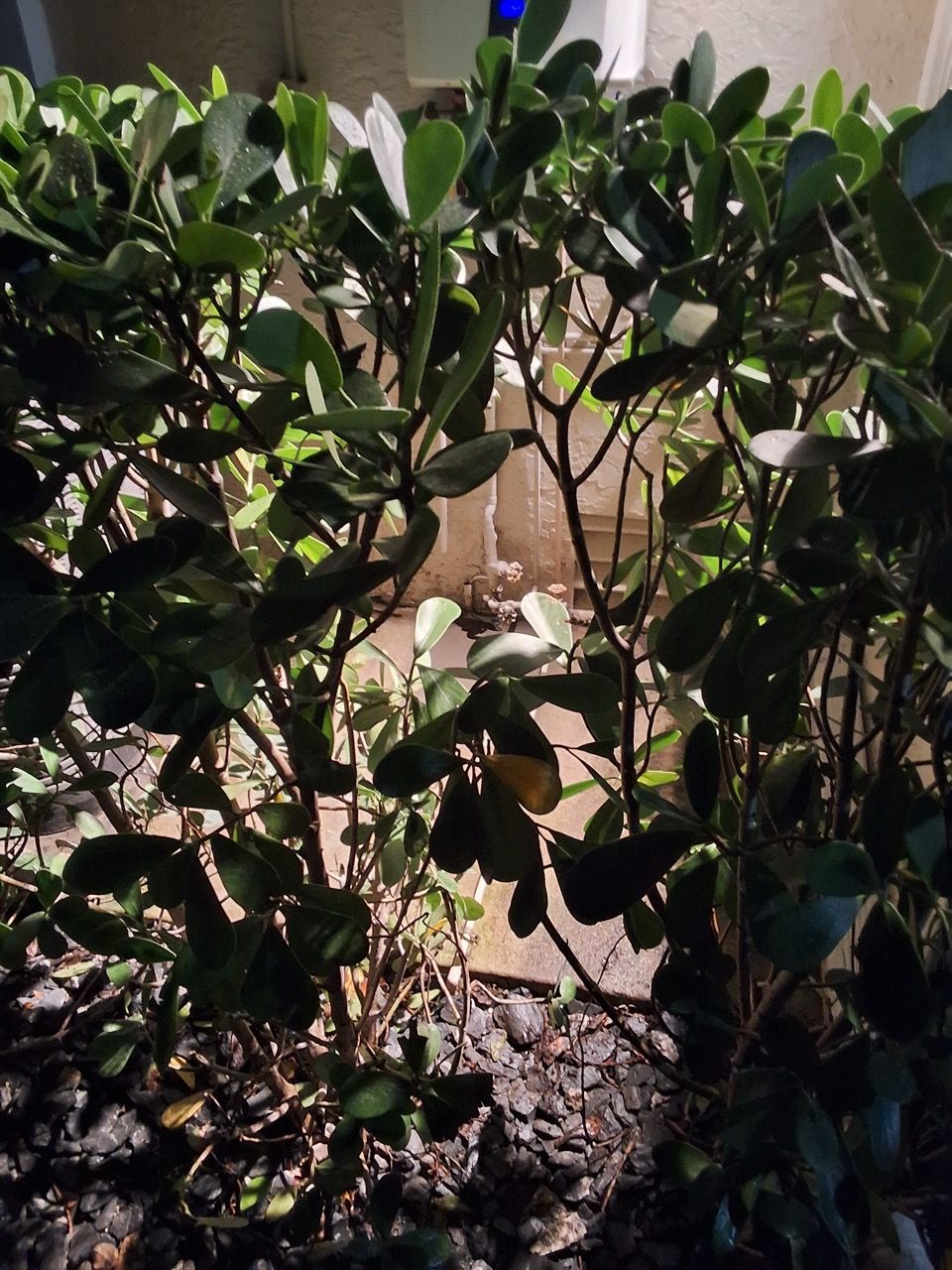 Dense green shrub with glossy leaves in a garden bed, sunlit against a brick wall.