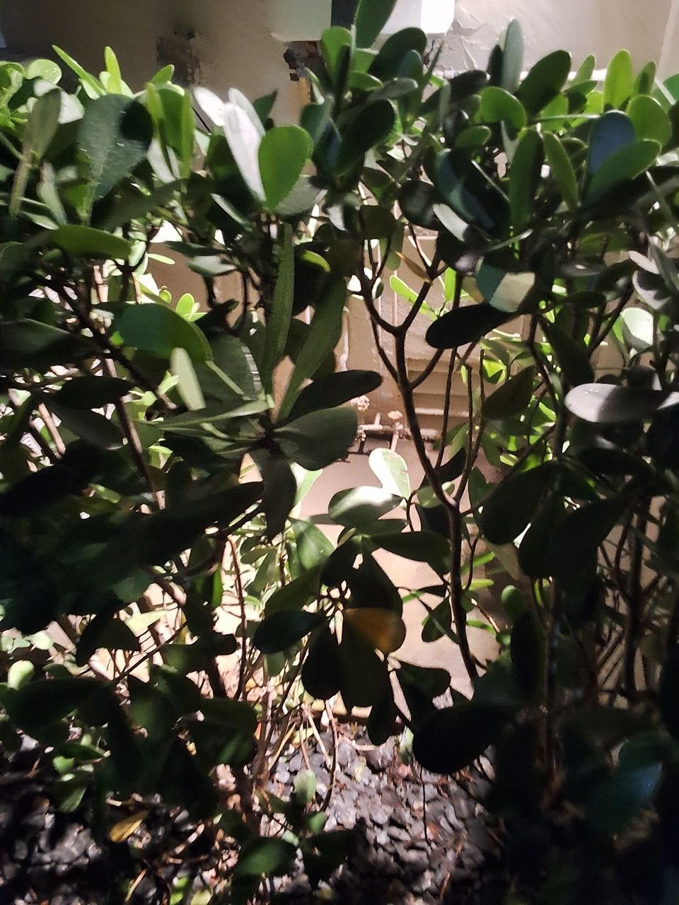 Dense green shrubbery with oval leaves in a sunlit garden bed, partially obscuring the background.
