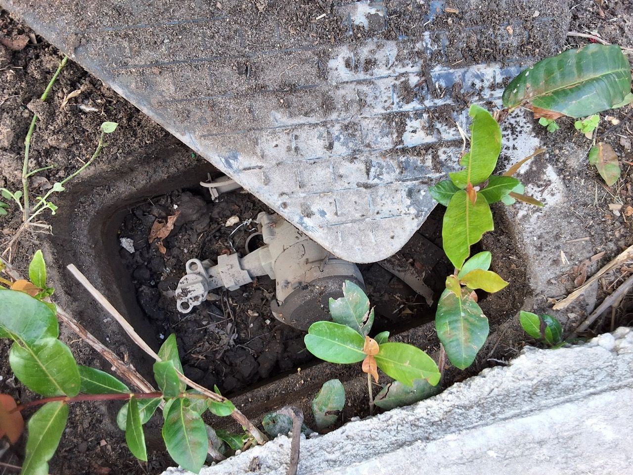Small green plant growing beside a cracked concrete edge and a dark hole in the ground
