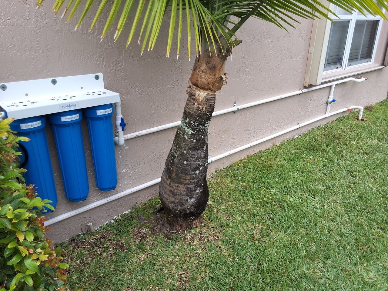 A small palm tree beside blue utility bins and a house wall, next to a grassy lawn.
