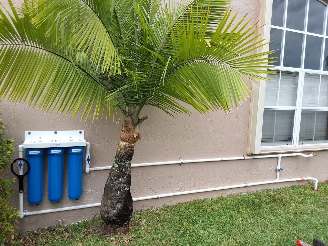 Palm tree beside a house wall, with blue water filters and a window above grass.