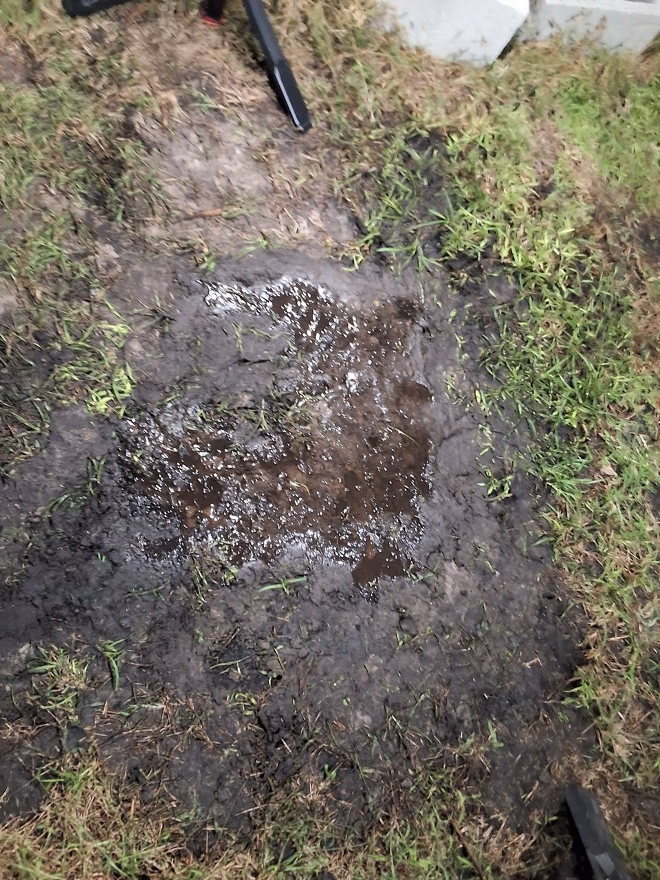 Muddy puddle in a grassy yard with a black hose and a white rock nearby.