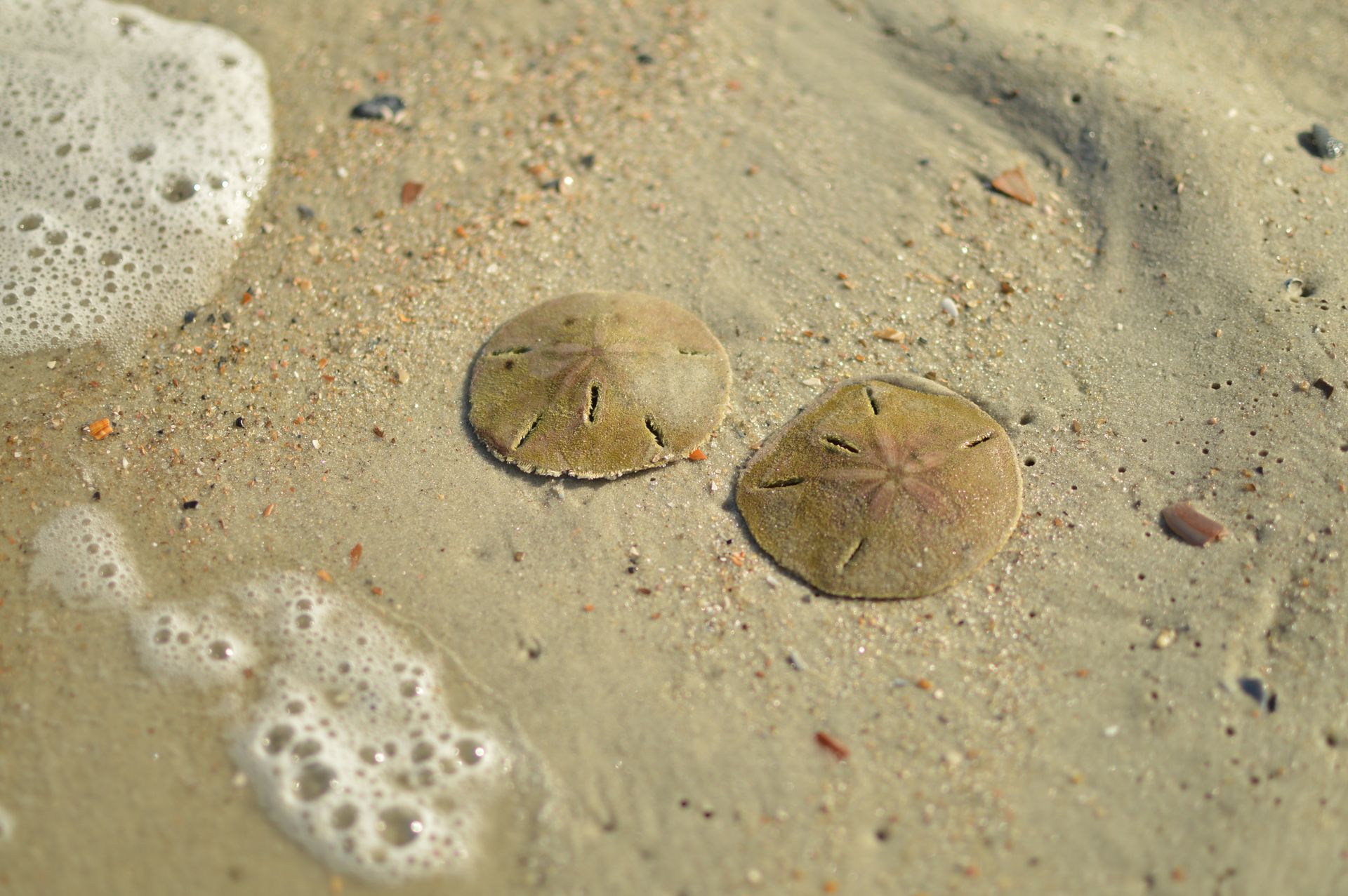 Two sand dollar shells are laying in the sand on the beach.