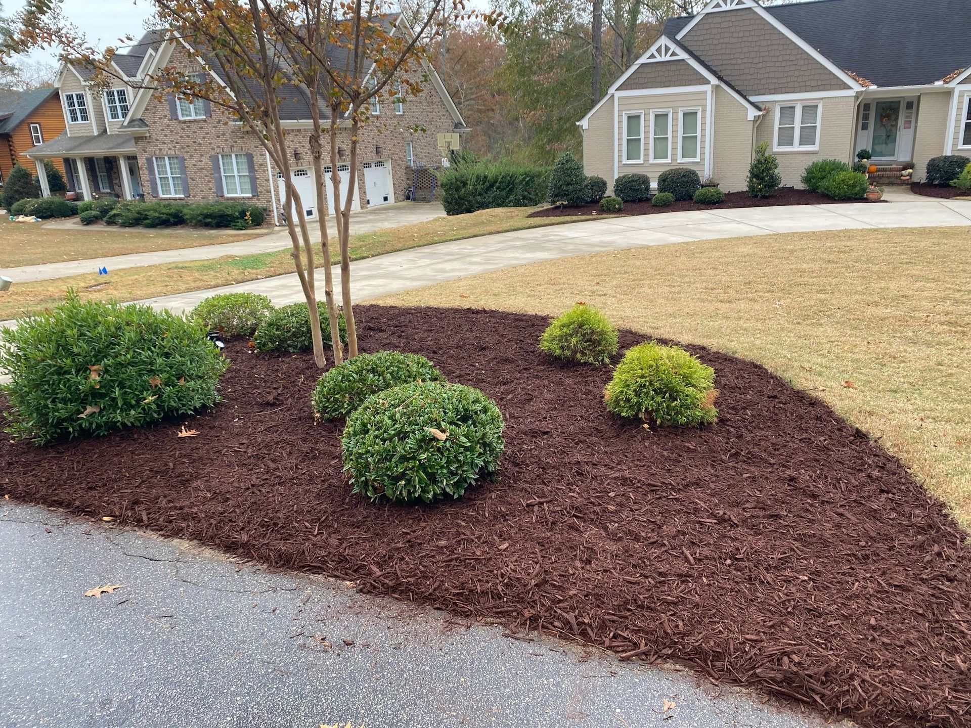 Landscaped front yard with small shrubs, a young tree, and mulch beside a suburban driveway