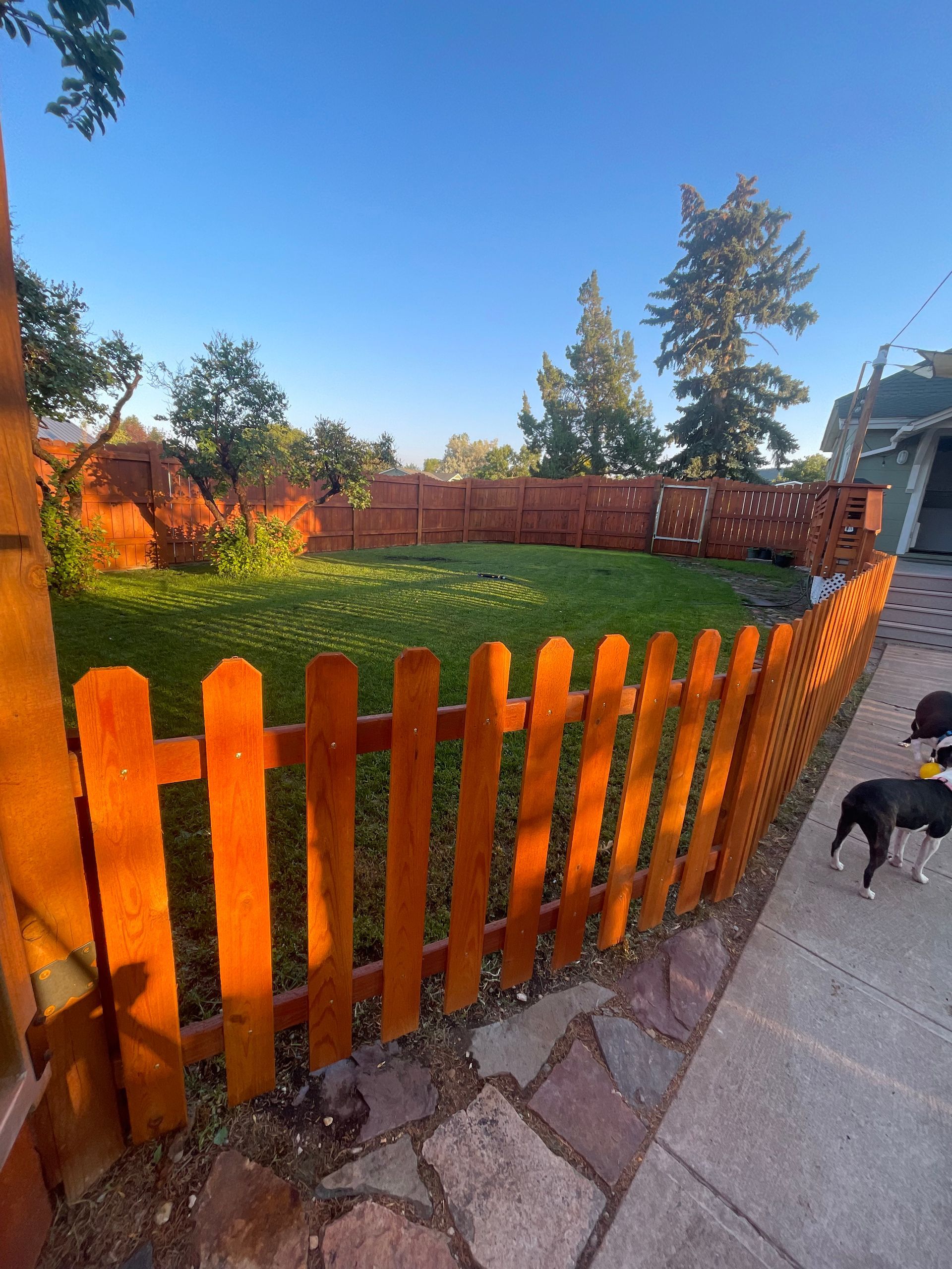 A wooden picket fence encloses a green lawn in a sunny backyard with a small black and white dog standing on a walkway.