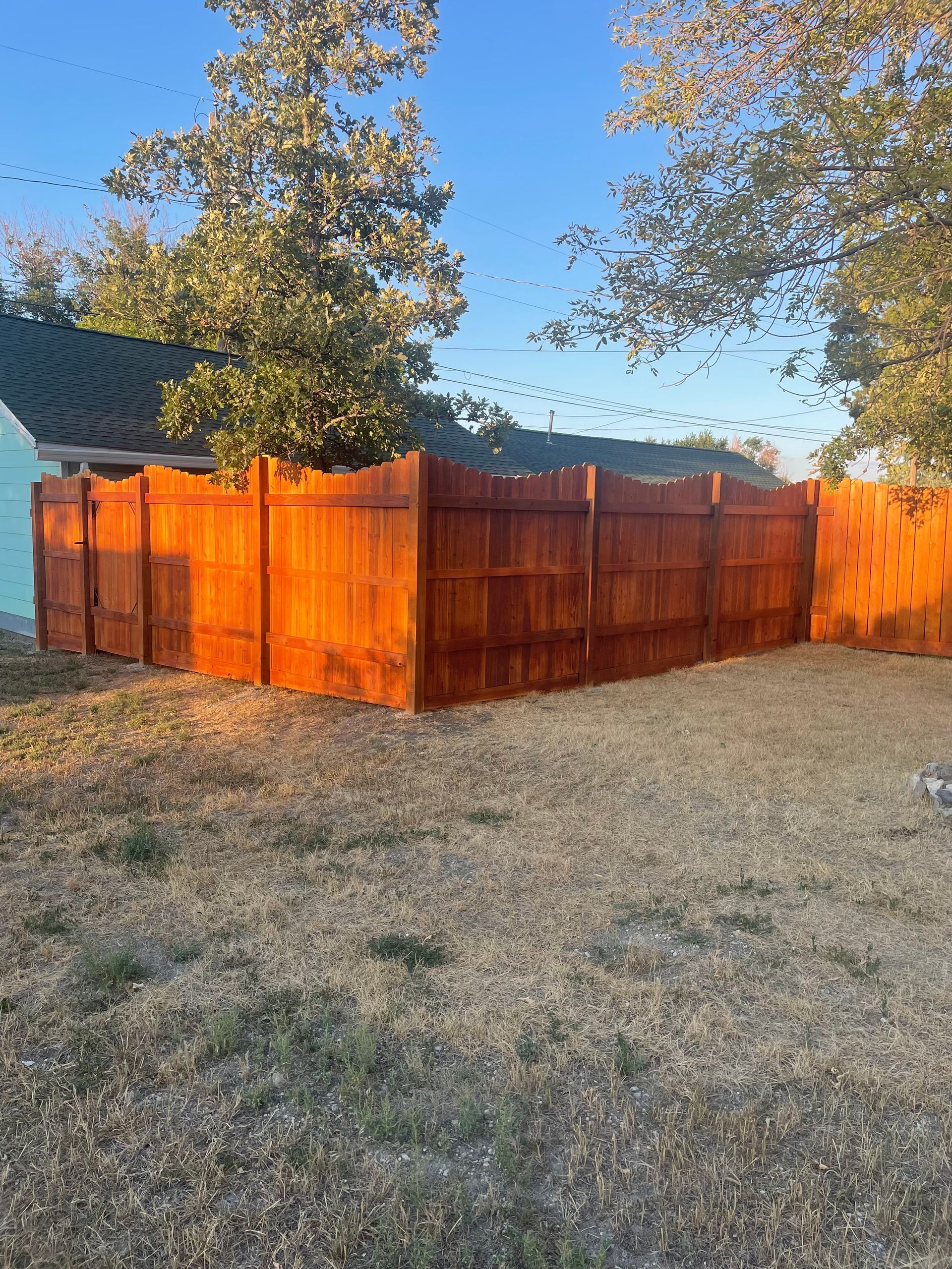 A recently stained wooden fence with a scalloped top edge stands in a yard at sunset, surrounded by trees and dry grass.