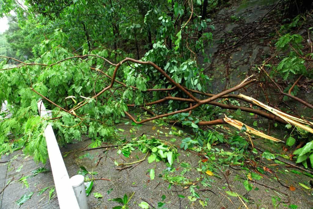 Fallen tree branches block a wet road with a white guardrail and a rocky embankment in the background.