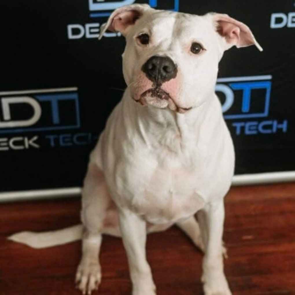 White dog sitting with a black nose, pink spots, and floppy ears. In front of a