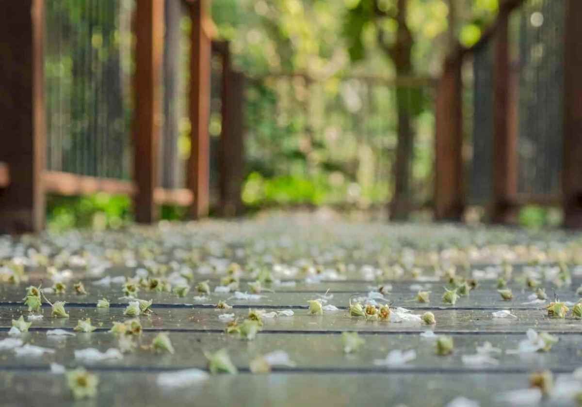 Wooden bridge with scattered white and yellow flower petals; blurred trees in background.